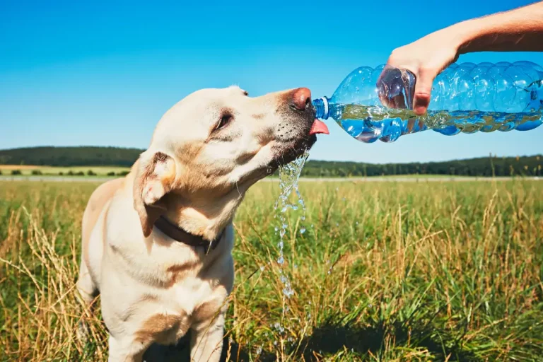 Recognizing Signs of Dehydration in Dogs