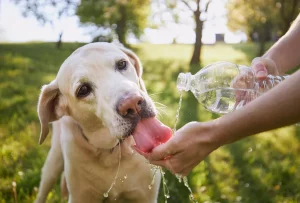 signs of dehydration in dogs